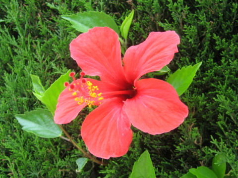 Hibiscus cv.