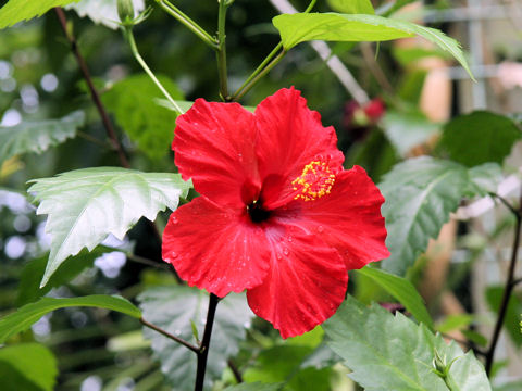 Hibiscus cv.