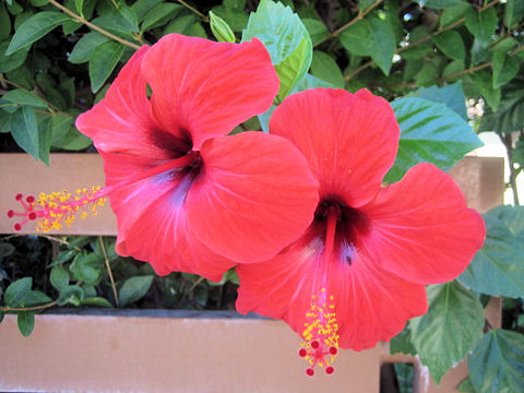 Hibiscus cv.