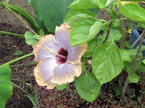 Hibiscus cv.