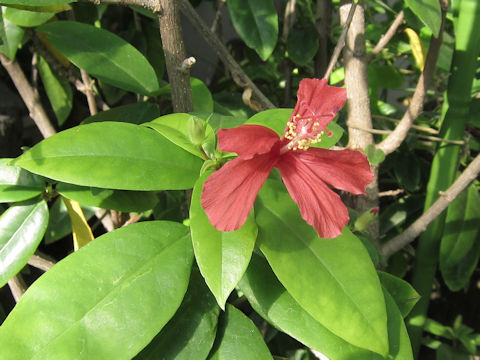 Hibiscus cv.