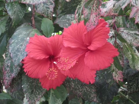 Hibiscus cv.