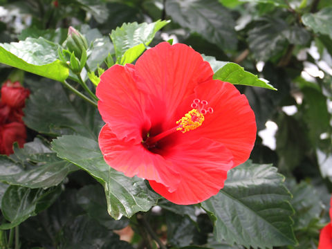 Hibiscus cv.