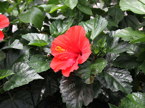 Hibiscus cv.