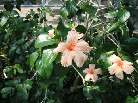 Hibiscus kokio