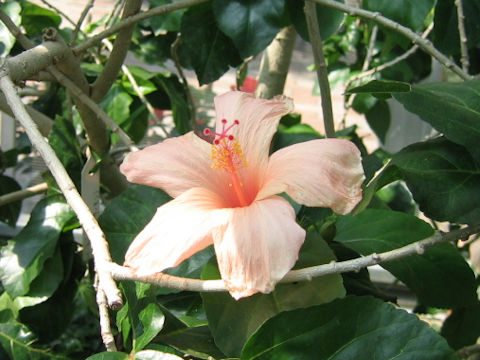 Hibiscus kokio