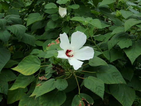 Hibiscus lasiocarpos