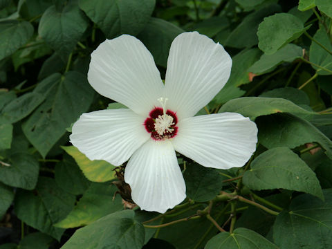 Hibiscus lasiocarpos