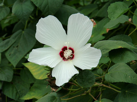 Hibiscus lasiocarpos