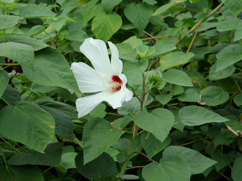 Hibiscus lasiocarpos