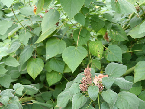 Hibiscus lasiocarpos