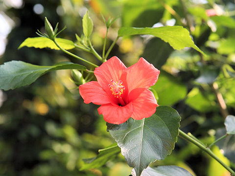 Hibiscus liliiflorus