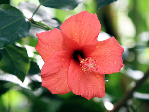 Hibiscus liliiflorus