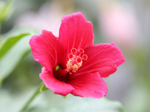 Hibiscus liliiflorus