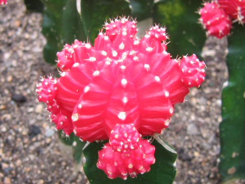 Gymnocalycium mihanovichii var. friedrichii cv. Hibotan