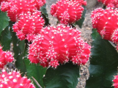 Gymnocalycium mihanovichii var. friedrichii cv. Hibotan