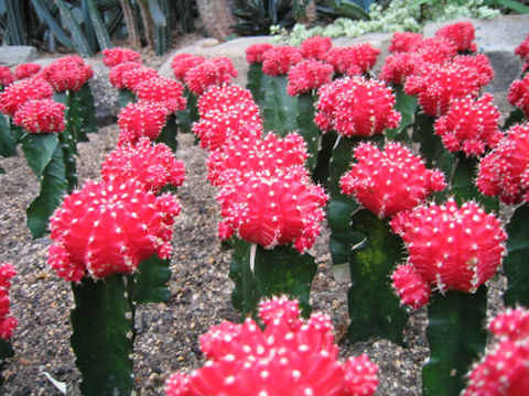 Gymnocalycium mihanovichii var. friedrichii cv. Hibotan