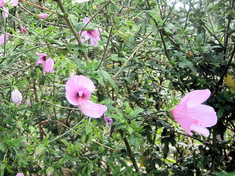 Hibiscus pedunculatus