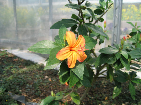 Hibiscus kokio ssp. saintjohnianus