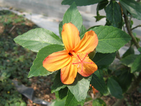 Hibiscus kokio ssp. saintjohnianus