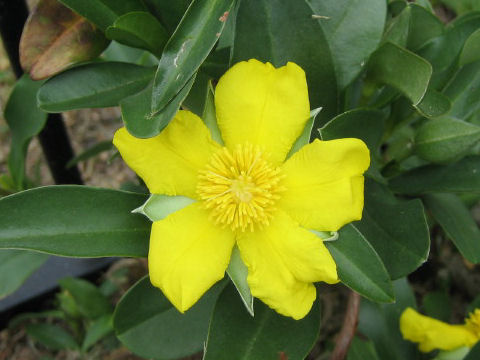 Hibbertia scandens