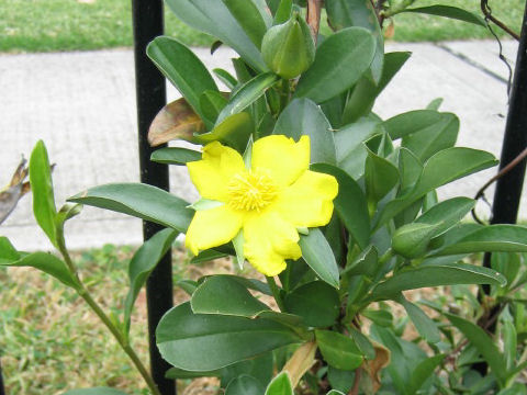 Hibbertia scandens