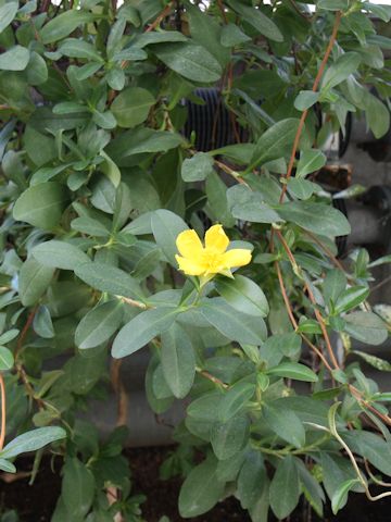 Hibbertia scandens