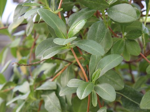 Hibbertia scandens