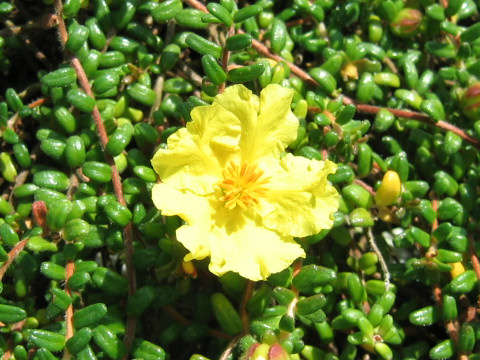 Hibbertia serpyllifolia