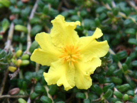 Hibbertia serpyllifolia