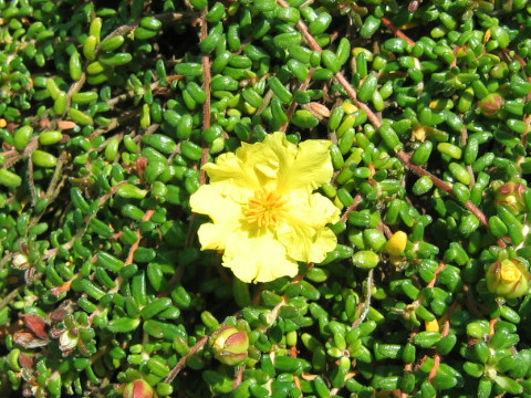 Hibbertia serpyllifolia