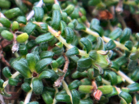 Hibbertia serpyllifolia