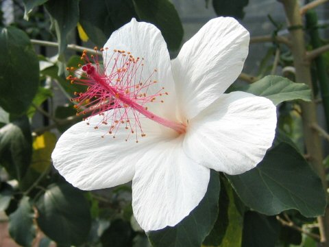 Hibiscus waimeae