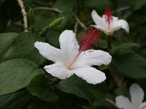 Hibiscus waimeae