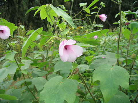 Hibiscus furcellatus var. youngianus