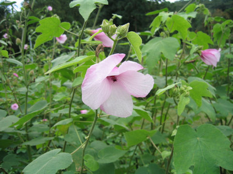 Hibiscus furcellatus var. youngianus