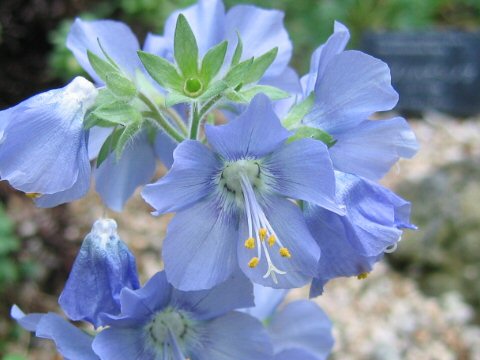 Polemonium caeruleum ssp. yezoense f. hidakanum