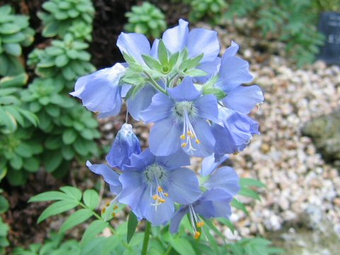 Polemonium caeruleum ssp. yezoense f. hidakanum