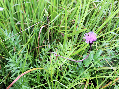 Cirsium hida-paludosum