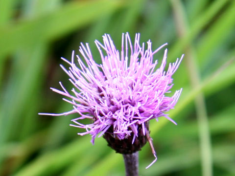 Cirsium hida-paludosum