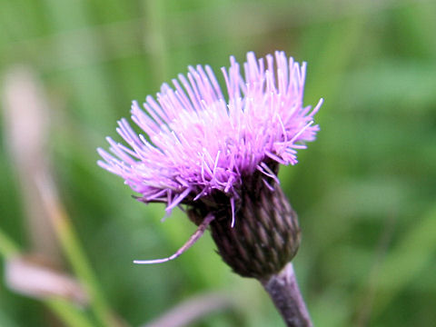 Cirsium hida-paludosum