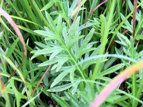 Cirsium hida-paludosum