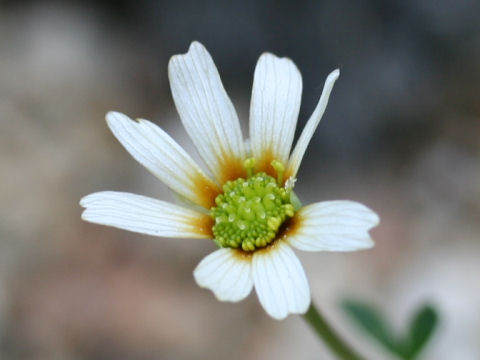 Callianthemum miyabeanum