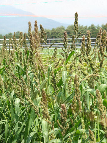 Echinochloa esculenta