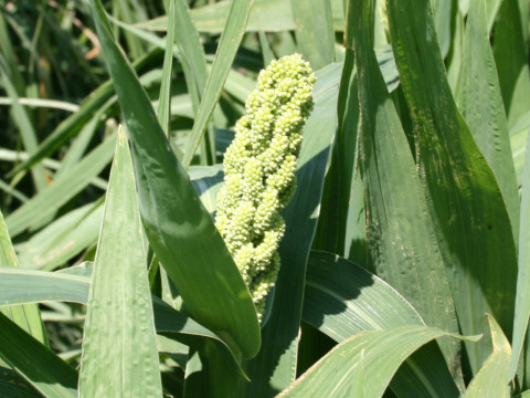 Echinochloa esculenta