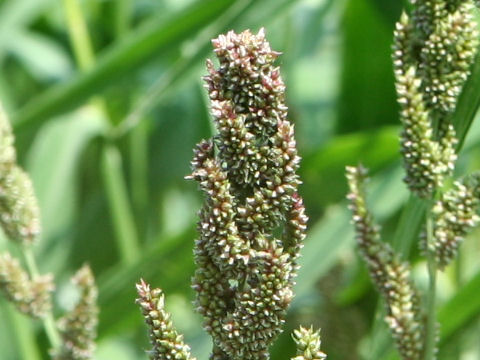 Echinochloa esculenta