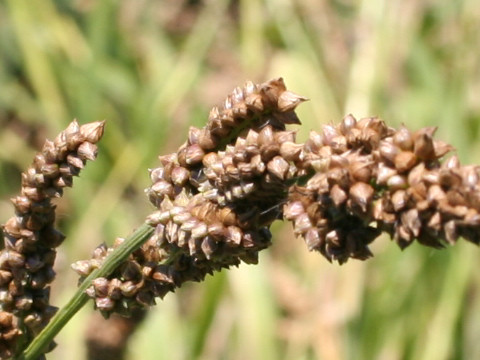 Echinochloa esculenta