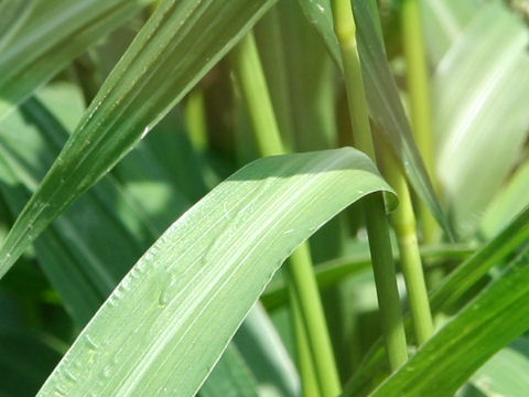 Echinochloa esculenta