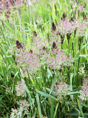 Polypogon fugax