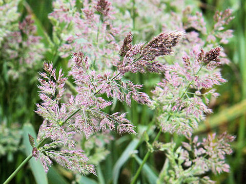 Polypogon fugax